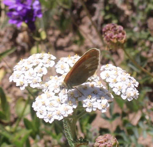 Réf. 311 194 : Coenonympha glycerion